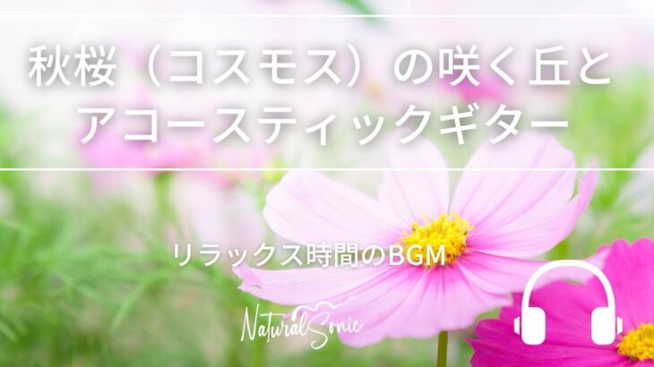 Natural Sonic「秋桜（コスモス）の咲く丘とアコースティックギター」- リラックス時間のBGM –