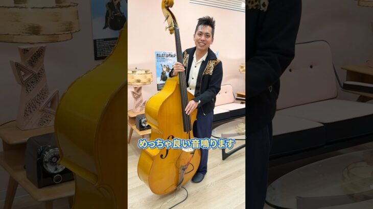 Sukeの新しいウッドベースを紹介‼︎ ロカビリー100 #64 #shorts #rockabilly